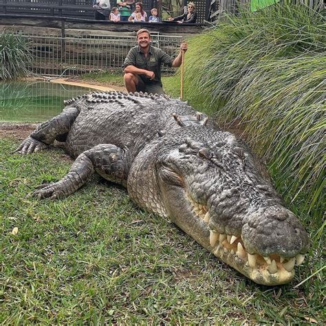 largest australian saltwater crocodile.